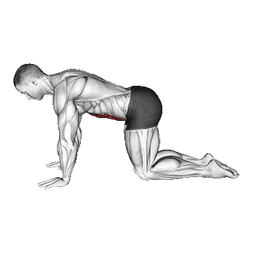 Abdominal 4 Points/انقباض شکم در حالت زانو زده