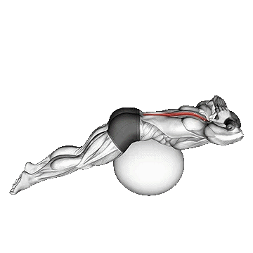 Back Extension on Exercise Ball/اکستنشن کمر روی توپ ورزشی
