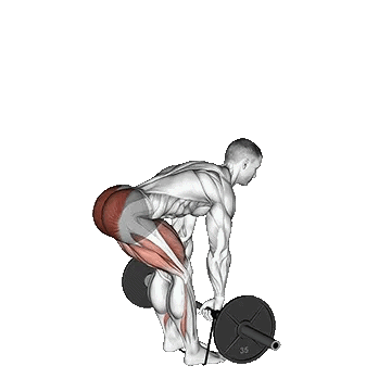 Barbell Banded Romanian Deadlift/ددلیفت رومانیایی باکش