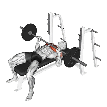Barbell Bench Press/پرس سینه هالتر