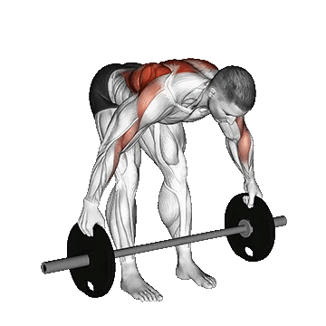 Barbell Bent Over Wide Alternate Row Plus/پارویی متناوب با هالتر خم