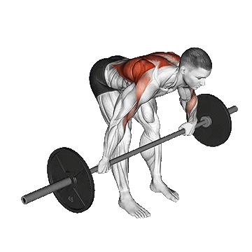 Barbell Bent Over Wide Grip Row/پارویی هالتر خم دست باز