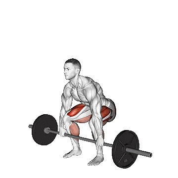 Barbell Deadlift/ددلیفت با هالتر