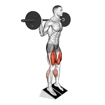 Barbell Elevated Heel Squat/اسکات پاشنه بالا هالتر