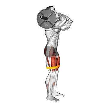 Barbell Front Squat with Resistance Band/اسکات از جلو با هالتر و کش مقاومتی
