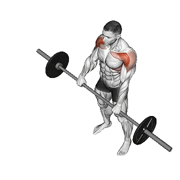 Barbell Front Raise/نشر از جلو هالتر