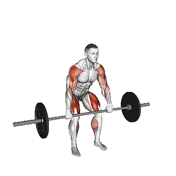 Barbell Hang Power Clean/پاور کلین هالتر