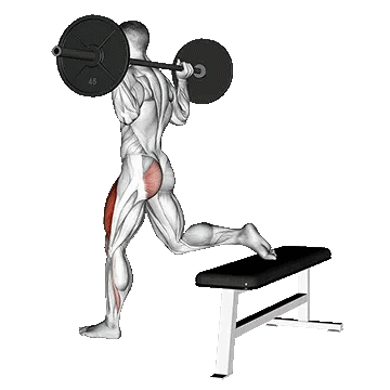 Barbell One Leg Squat/اسکات بلغاری هالتر