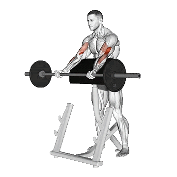 Barbell Spider Curl/جلو بازو لاری با هالتر