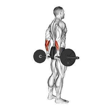 Barbell Standing Back Wrist Curl/جلو بازو با هالتر ایستاده از پشت