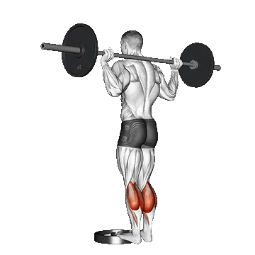 Barbell Standing Calf Raise/ساق پا ایستاده با هالتر