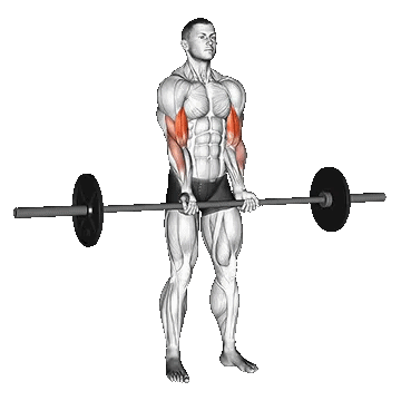 Barbell Standing Close Grip Curl/جلو بازو هالتر ایستاده با دست جمع