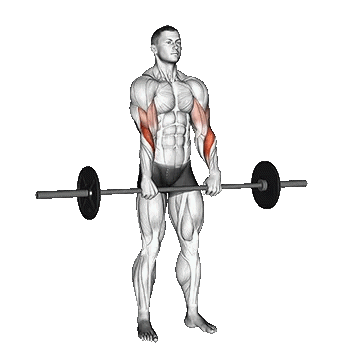Barbell Standing Reverse Grip Curl/جلو بازو هالتر ایستاده دست معکوس