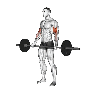 Barbell Standing Wide Grip Curl/جلو بازو هالتر ایستاده دست باز