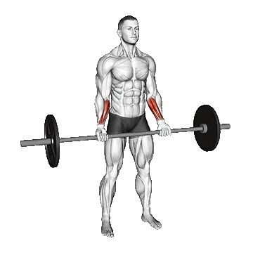 Barbell Standing Wrist Curl/جلو بازو با هالتر ایستاده