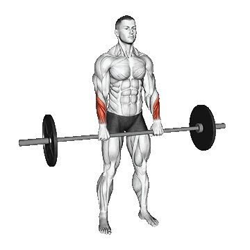 Barbell Standing Wrist Reverse Curl/جلو بازو ایستاده با هالتر دست برعکس