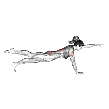 Bird Dog/سگ پرنده