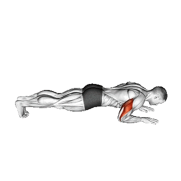 Body-up/پوش آپ ساعد