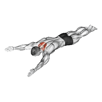 Bodyweight Lying Prone Ys/بالا آوردن دست در حالت Y (خوابیده)