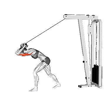Overhead pull-up on the back of the arm/پشت بازو سیمکش از بالای سر