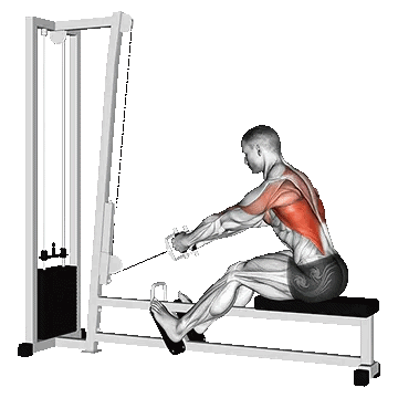 Cable Elevated Row/پارویی دستگاه دستگیره V