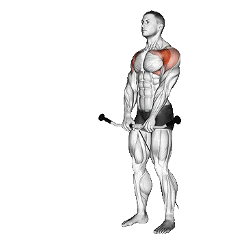 Cable Front Raise/نشر از جلو سیمکش دستگیره T