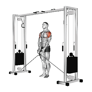 Cable Lateral Raise/نشر جانب سیمکش