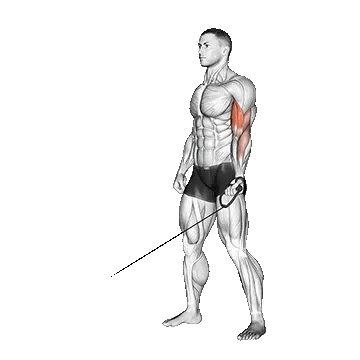 Cable One Arm Curl/جلو بازو تک دست سیمکش