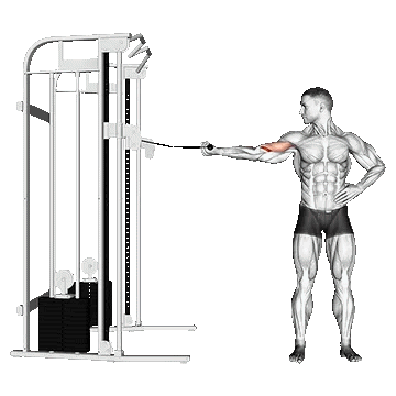 Cable One Arm Inner Biceps Curl/جلوبازو سیمکش ایستاده تک دست
