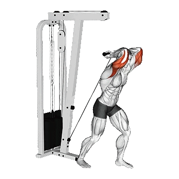 Cable Overhead Tricep Extension Straight Bar/پشت بازو سیم‌کش بالای سر دستگیره T
