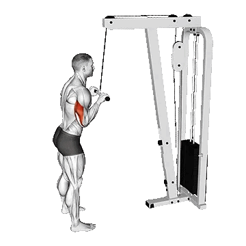 Standing T-handle pull-up/پشت بازو سیمکش ایستاده دستگیره T