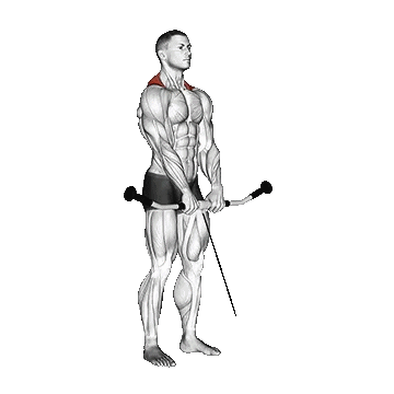 Cable Shrug/شراگ سیمکش