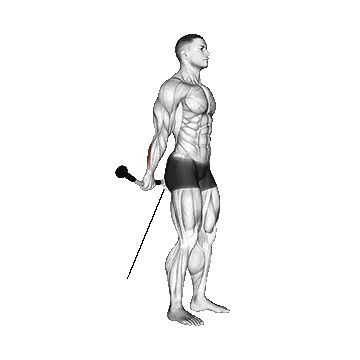 Cable Standing Back Wrist Curl/جلو بازو از پشت سیمکش