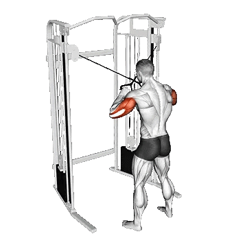 Standing arm curl with crossed cable/پشت بازو ایستاده با سیمکش ضربدری