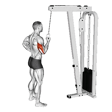 Cable Standing One Arm Triceps Extension/پشت بازو تک دست سیمکش دست برعکس