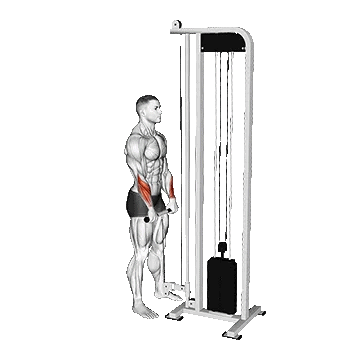 Cable Standing Wrist Reverse Curl/جلوبازو سیمکش دست برعکس