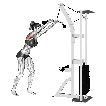 Cable Straight Arm Pulldown/پول دان سیم کش دستگیره T