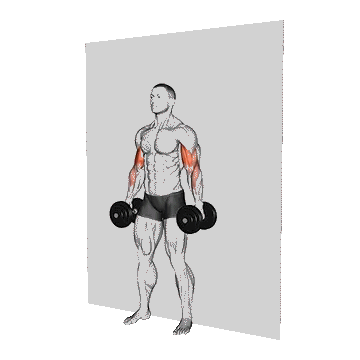 Dumbbell Alternate Hammer Strict Curl/جلوبازو چکشی دمبل متناوب