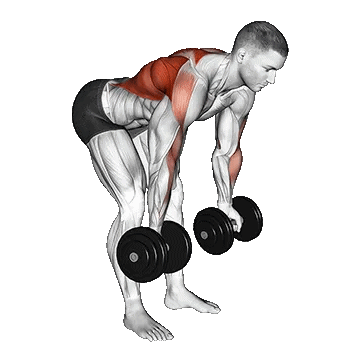 Dumbbell Bent Over Reverse Row/پارویی دمبل دست برعکس