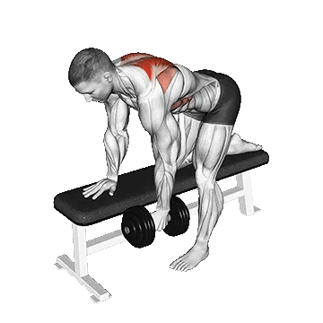Dumbbell Bent Over Scapula Row/پارویی دمبل تک