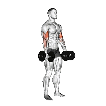 Dumbbell Biceps Curl/جلوبازو کف دست بالا دمبل