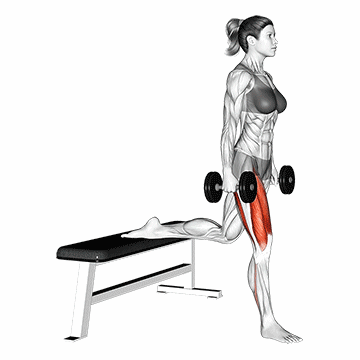 Dumbbell Bulgarian Split Squat/اسکات بلغاری دمبل