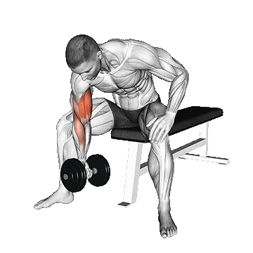 Dumbbell Concentration Curl/جلوبازو تمرکزی دمبل