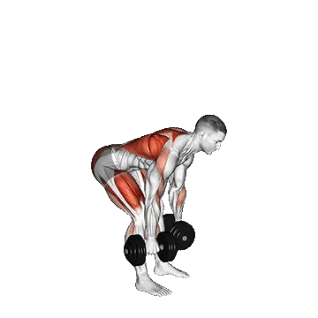 Dumbbell Deadlift/ددلیفت دمبل