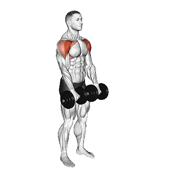 Dumbbell Front Raise/نشر از جلو دمبل