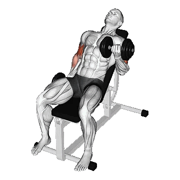 Dumbbell Incline Alternate Bicep Curl/جلو بازو با دمبل شیب‌دار متناوب