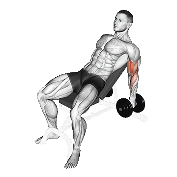 Dumbbell Incline Hammer Curl/جلو بازو چکشی دمبل نیمکت شیبدار