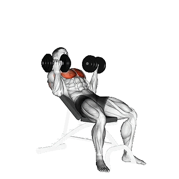 Dumbbell Incline Palm In Press/پرس بالا سینه دمبل دست برعکس