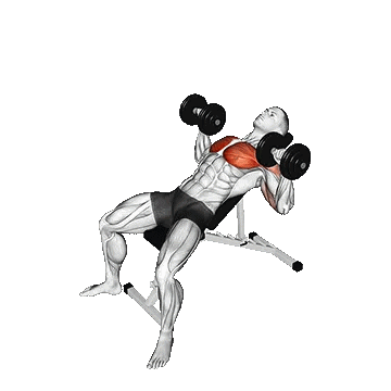 Dumbbell Incline Twist Press/پرس بالا سینه دمبل با چرخش دست