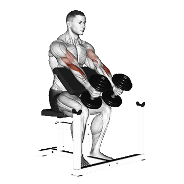 Dumbbell Preacher Hammer Curl/جلوبازو چکشی میز لاری